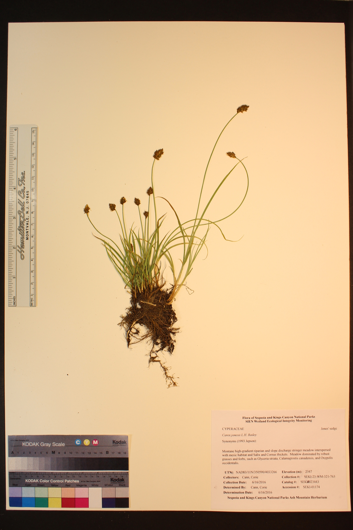 Carex jonesii image